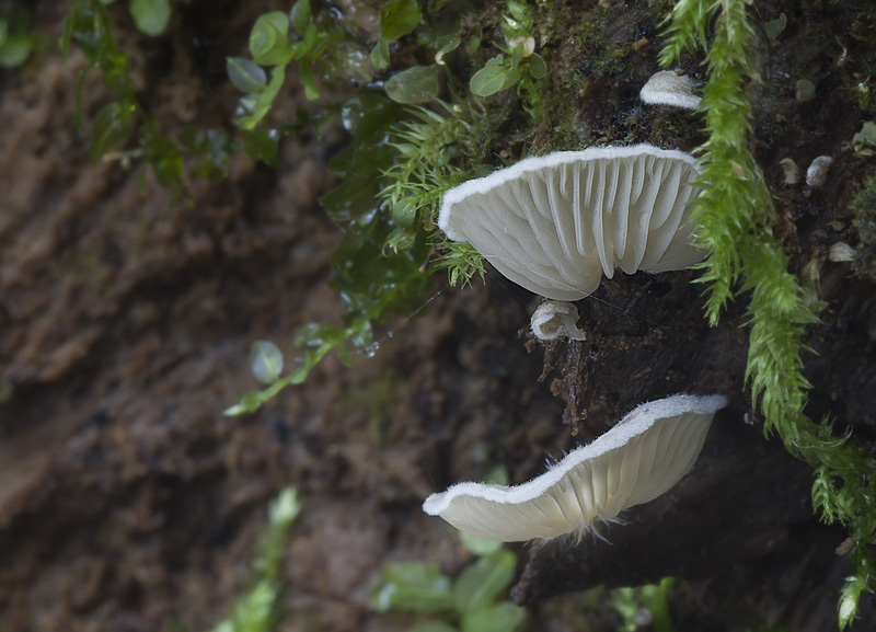 Arrhenia acerosa var. tenella